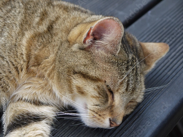 Obraz schlafende katze