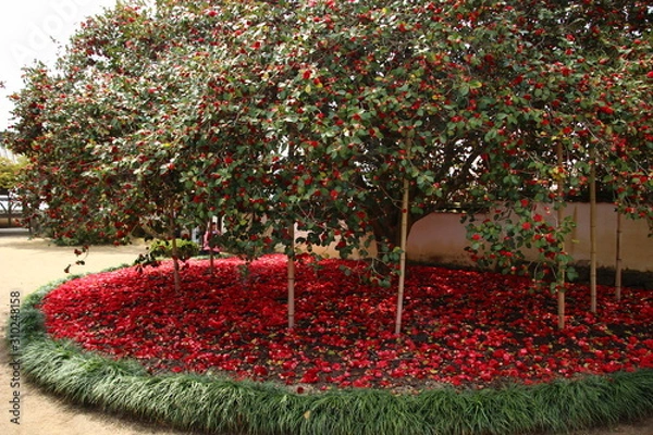 Fototapeta 八重椿