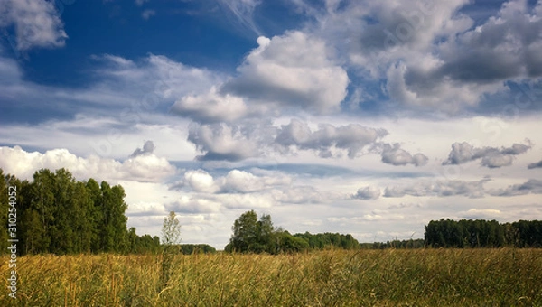 Fototapeta panorama summer landscape in a field of yellow ripe wheat. beautiful white Cumulus and feather clouds in blue sky. calm and serenity