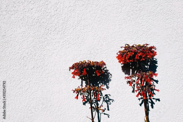Obraz Flowers in the sun against a wall.