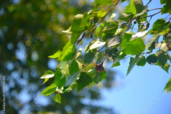 Obraz Foliage with a green background