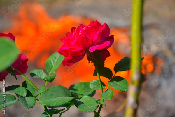 Fototapeta Red rose. Fire.