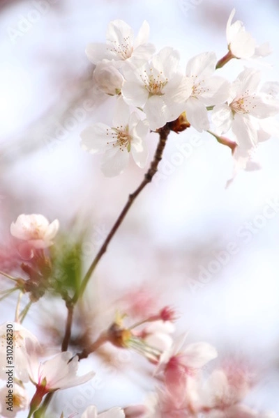 Fototapeta さくら