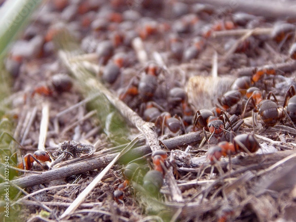 Obraz anthill