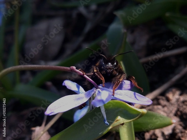 Obraz wasp on flower
