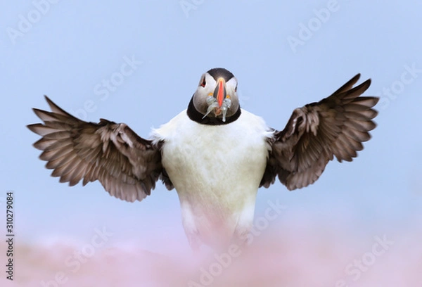 Obraz Atlantic puffin with wings spread