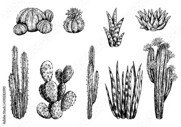 Fototapeta Hand drawn vector illustration. Collection of different varieties of cacti. Set of desert plants. Vintage botanical sketches isolated on white Decorative monochrome elements for design, typography etc