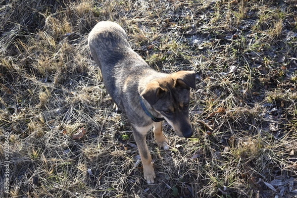 Obraz wolf in forest