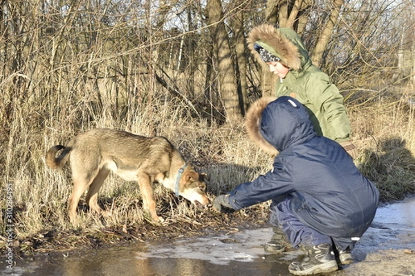 Obraz dogs playing with his dog