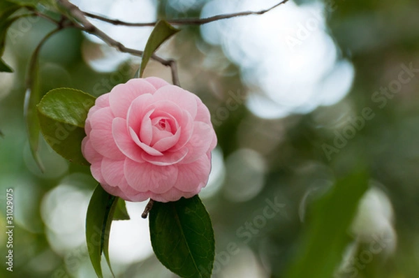 Obraz ピンク色の椿