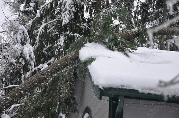 Obraz Tree Damage to House