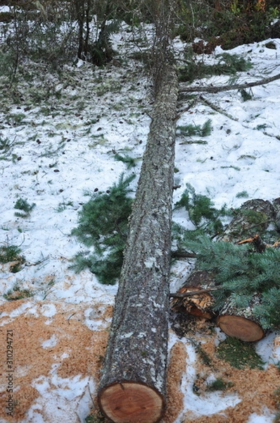 Obraz Tree that Damages House