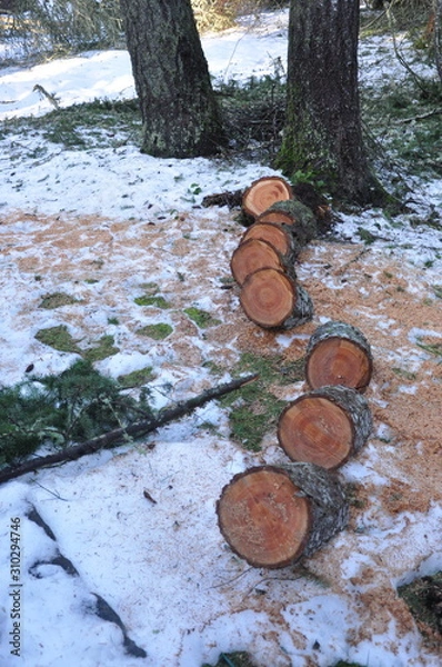 Obraz Tree Damage Cut