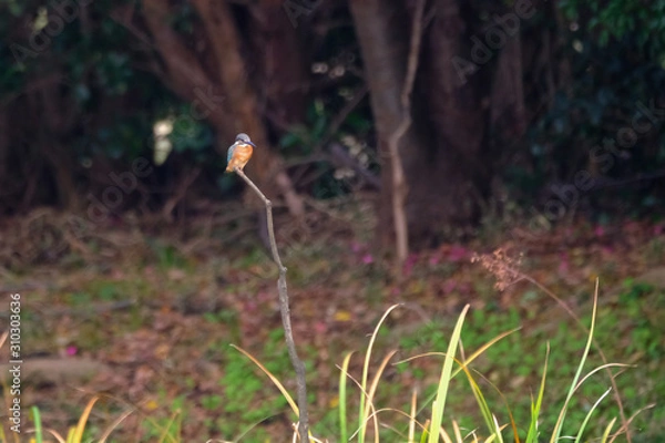 Obraz kingfisher on branch