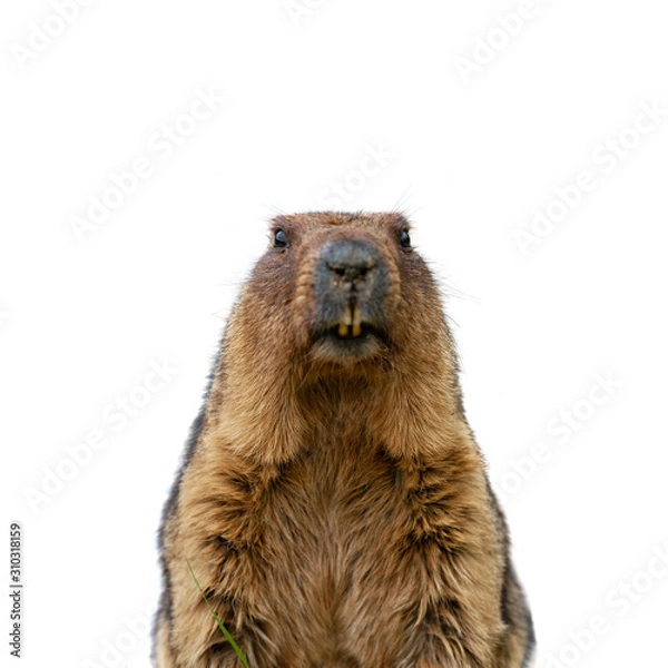 Obraz Groundhog isolated on white background