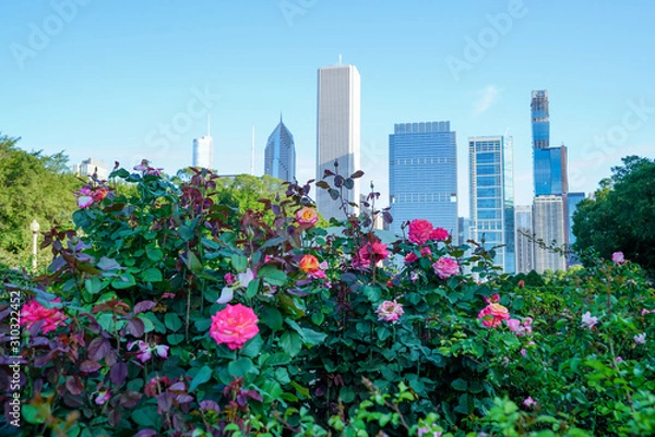 Fototapeta Pink colored roses blooming with Chicago skyline in the background