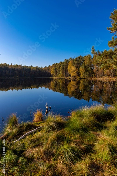 Fototapeta Golden Polish Autumn with reflection of the trees in Black Lake Niepolomice Forest Poland October 2019