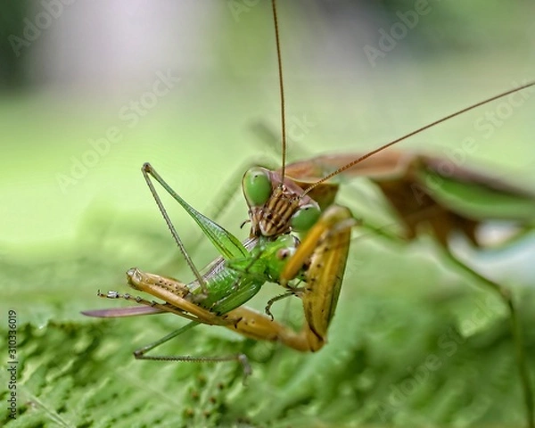 Fototapeta Praying Mantis Insect