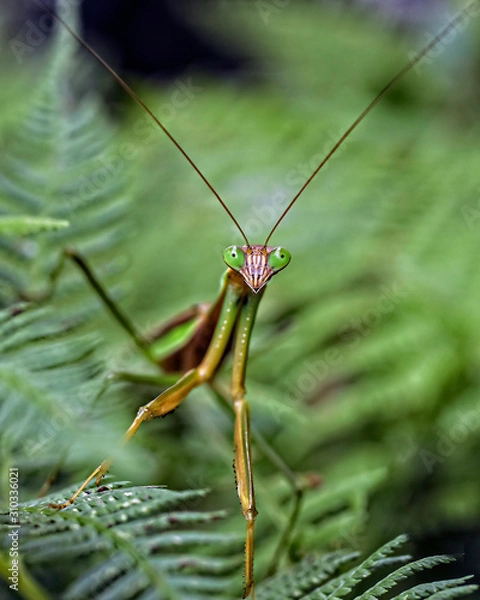 Fototapeta Praying Mantis Insect