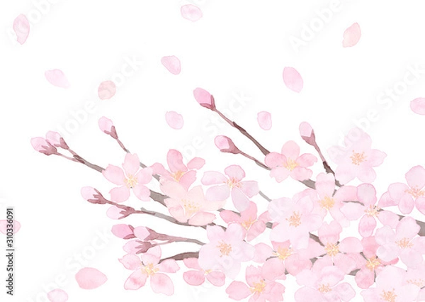 Fototapeta 桜の枝　花びら　水彩　白バック