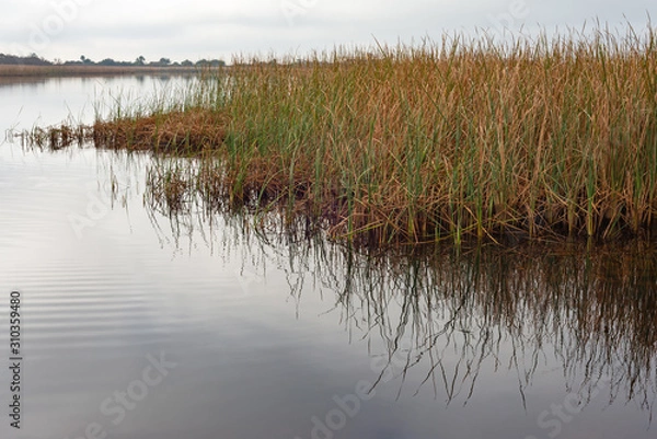 Obraz Marsh Grass Reflection