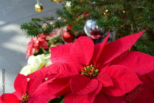 Obraz ポインセチア