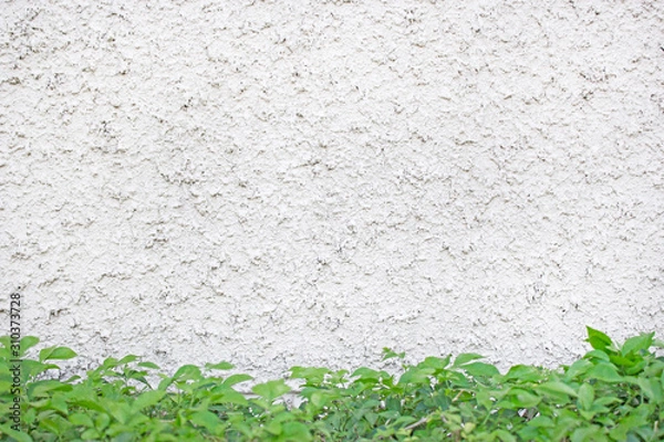 Fototapeta Green leaves front of Background and texture of white concrete wall. 