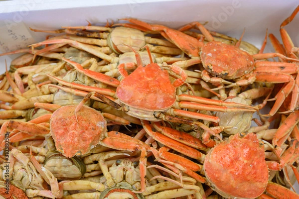 Obraz カニ・新鮮・採れたて・ズワイガニ