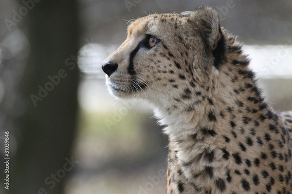 Fototapeta Gepard