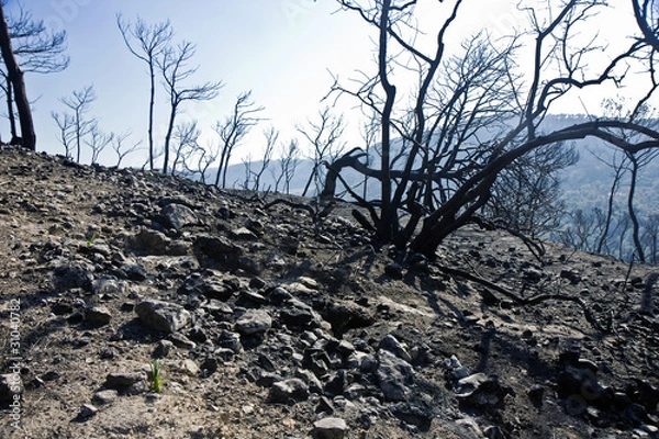 Fototapeta Forest after Fire