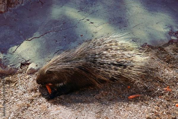 Obraz Porcupine ma marchewkę