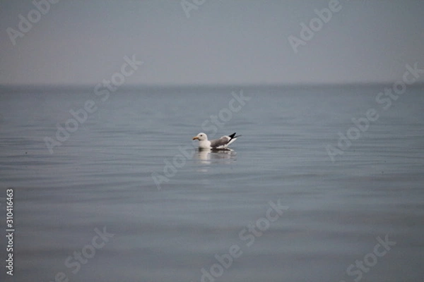 Obraz Baikal seagull