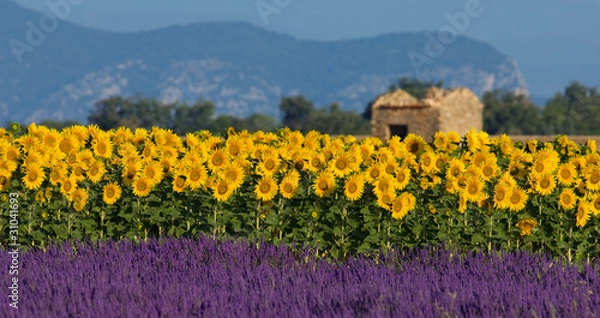 Obraz Lavender and sunflower setting in Provence, France