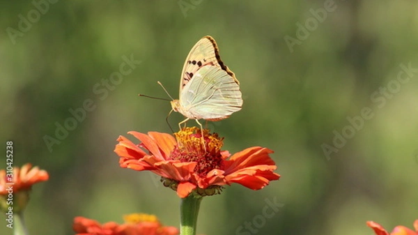 Obraz butterfly on flower