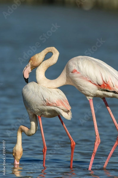Fototapeta Flamencos en la Camarga francesa