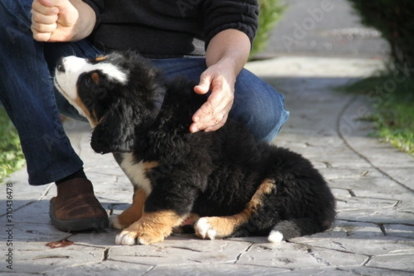 Obraz Chiot Bouvier Bernois