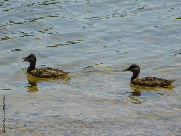 Obraz ducks in water
