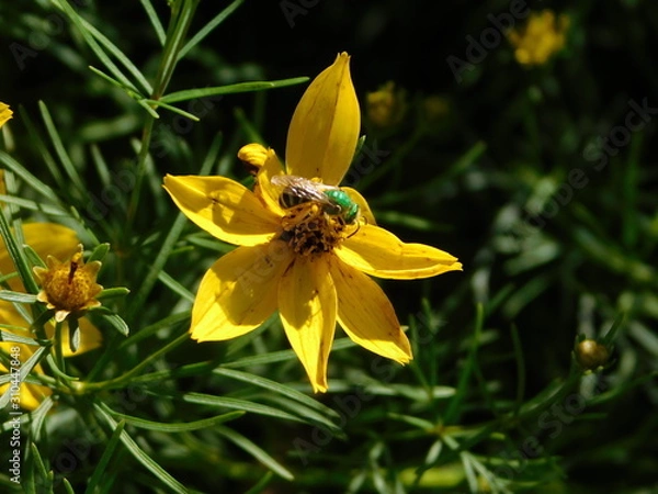 Obraz bee on flower