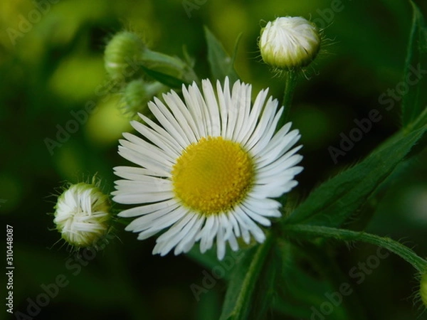 Obraz daisy in the grass