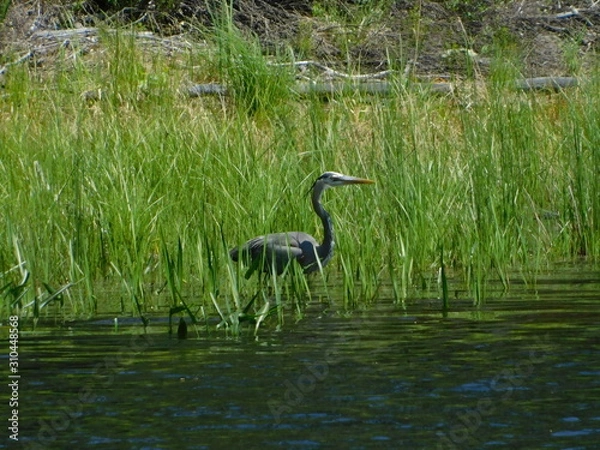 Obraz great blue heron