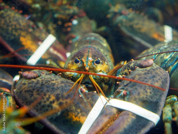 Fototapeta Wide closeup of the front a live lobster with its claws tied up in a tank at an outdoor market. London, United Kingdom. Travel and seafood cuisine.