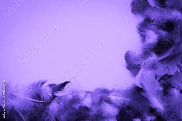 Fototapeta Beautiful abstract colorful blue and light purple feathers on black background and soft white pink feather texture on white pattern and purple background, purple texture