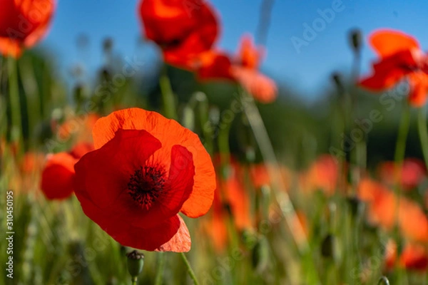 Fototapeta Coquelicot
