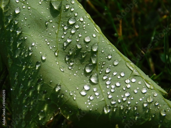 Obraz water drops on leaf