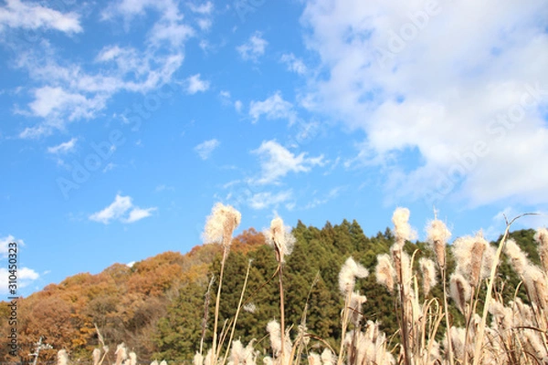 Fototapeta ガマ　栃木県さくら市