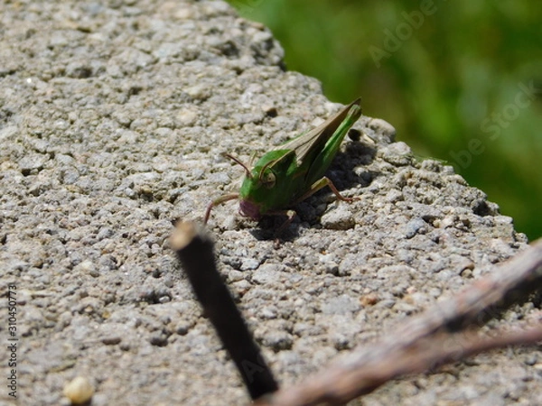 Obraz grasshopper