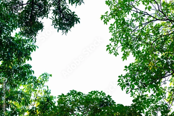 Fototapeta Leaf on white.