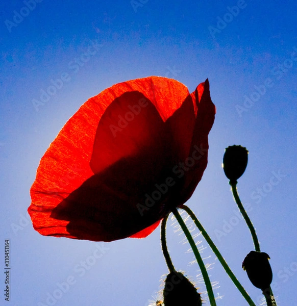 Fototapeta Coquelicot