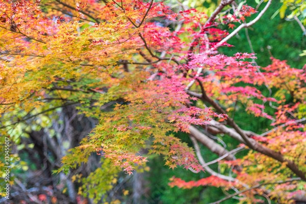 Fototapeta 紅葉ロード【福岡県東峰村】