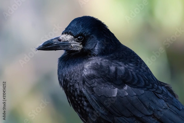 Fototapeta Rook close-up